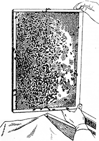 осмотр рамки пчёл
