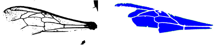 Обработка изображения крыла с нормальным параметром контрастности