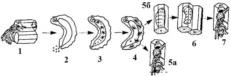 Цикл развития американского гнильца