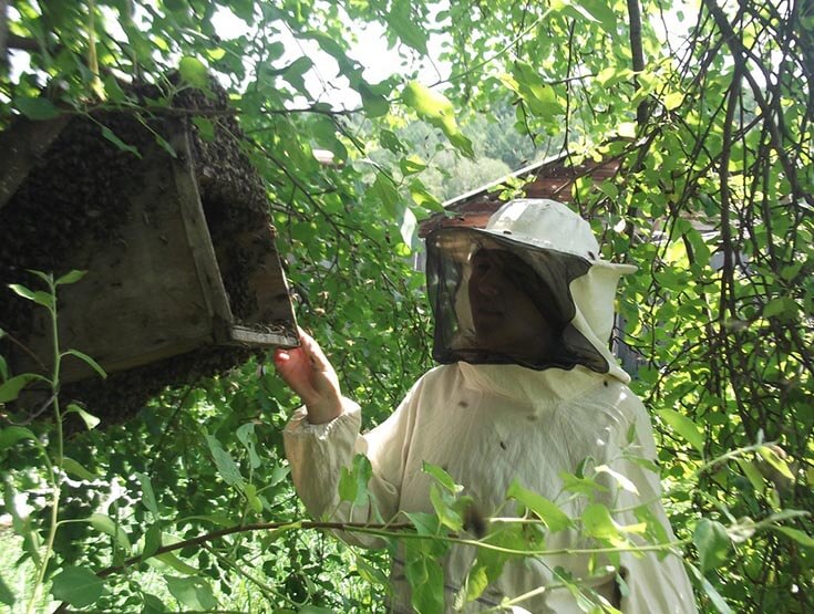 Роение на пасеке