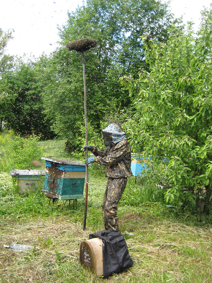 Ловим рой на пасеке