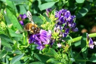 Шмель на люцерне