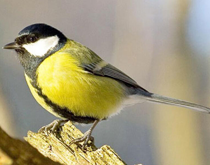 синица на пасеке