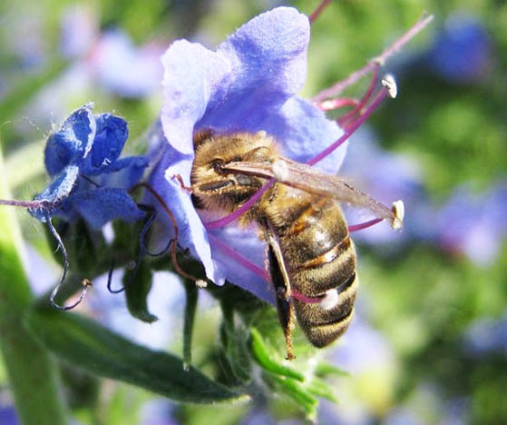 Синяк - медоносное растение