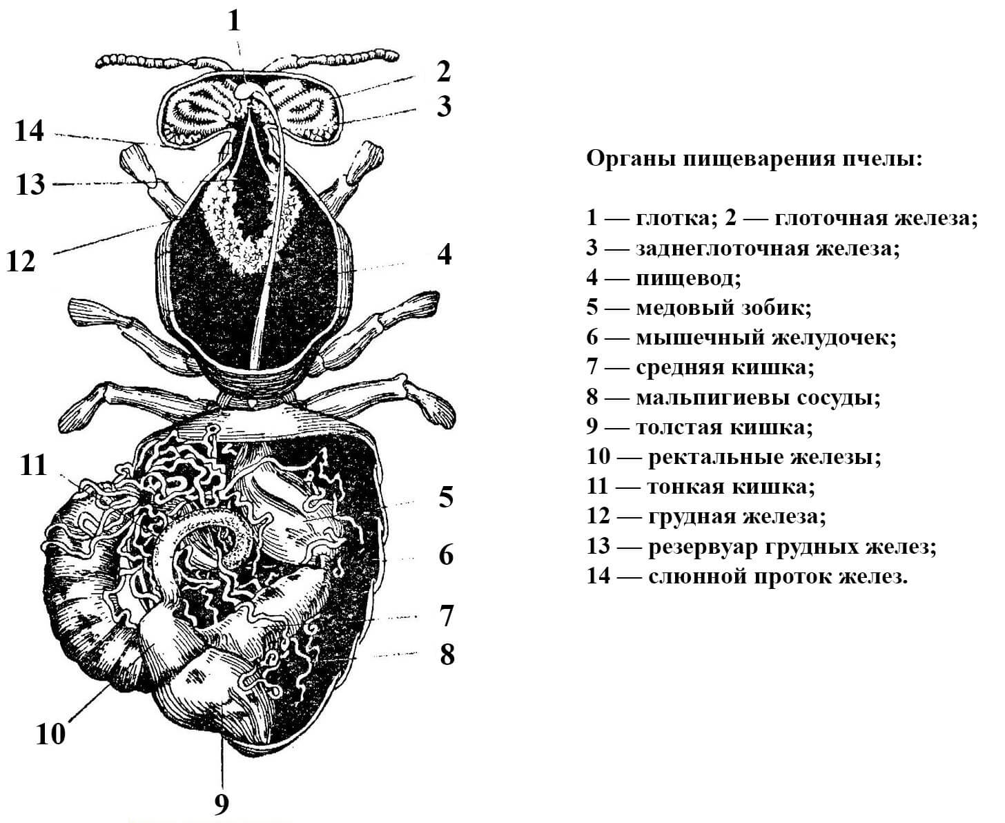 система пищеварения пчелы