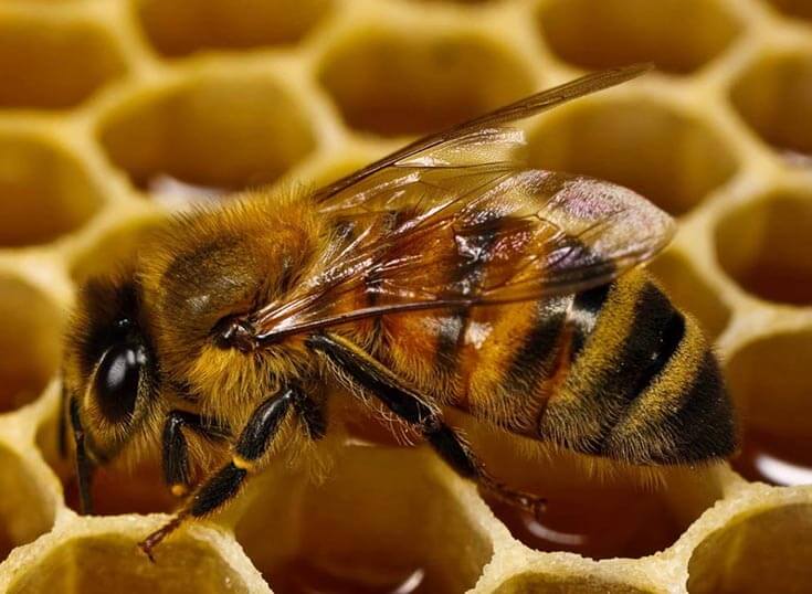 Пчела