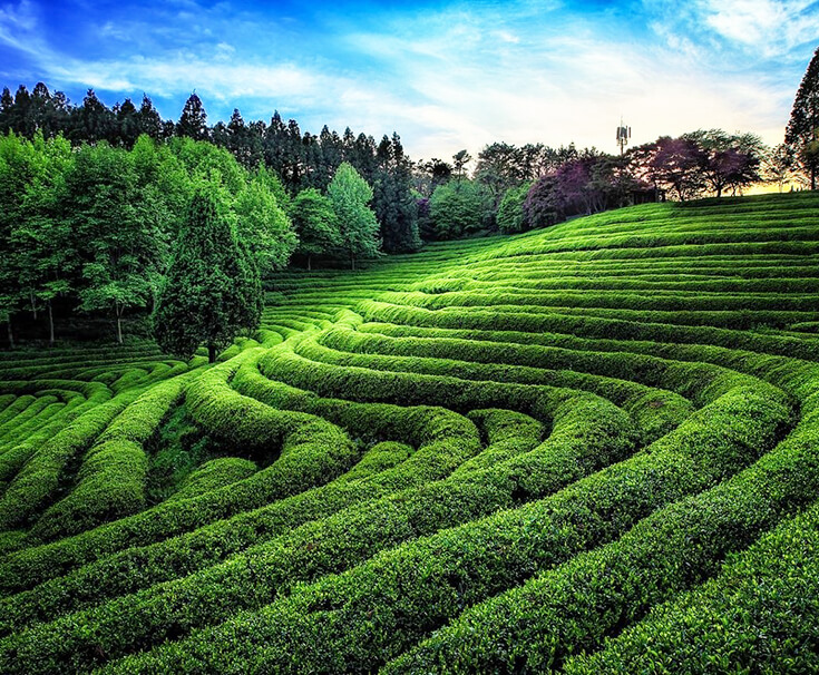 Поля с зеленым чаем