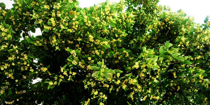 Дерево липа цветущая в начале лета