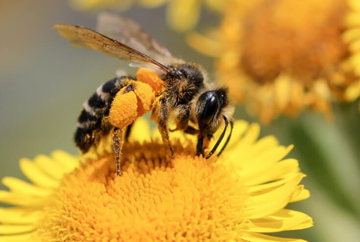 Комочки на ножках пчелы