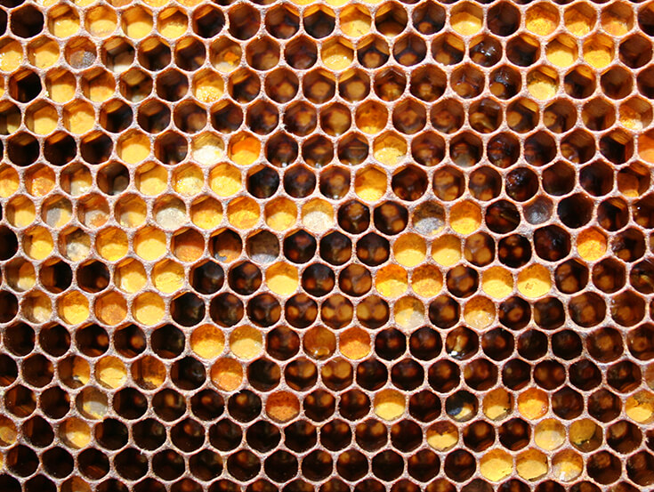 Перга в улье