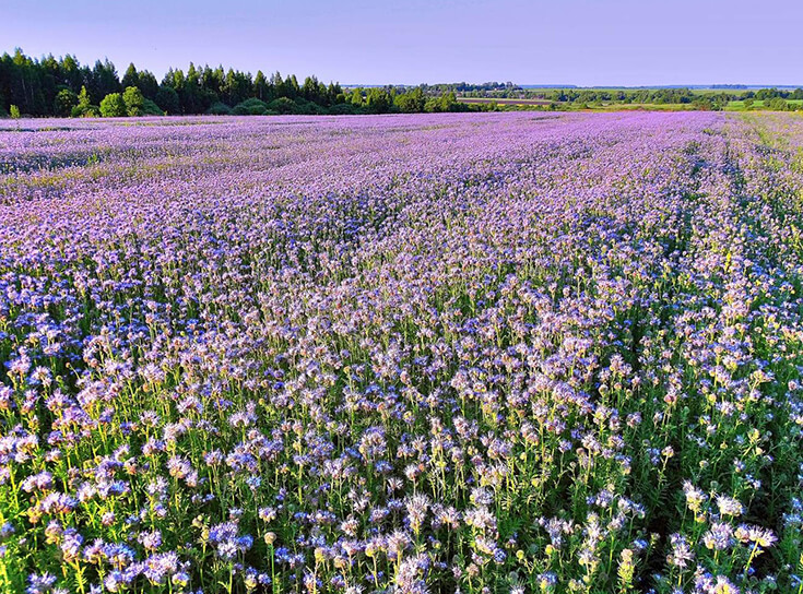 Фацелия на поле для сбора пыльцы пчелами