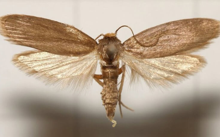 Восковая моль на пасеке