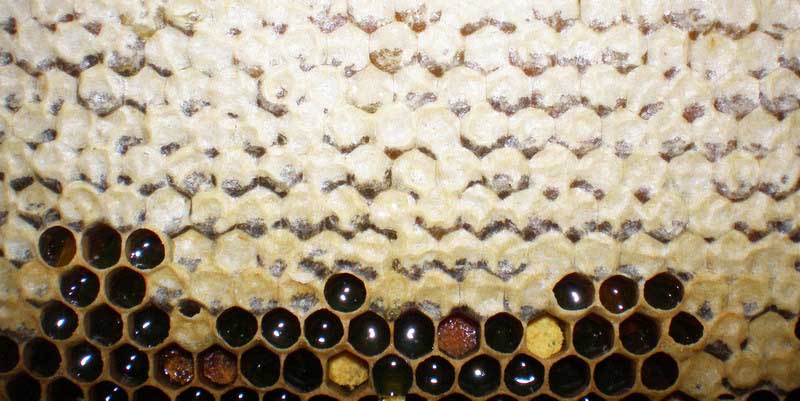 Забрус, вскрываем вилкой крышечки