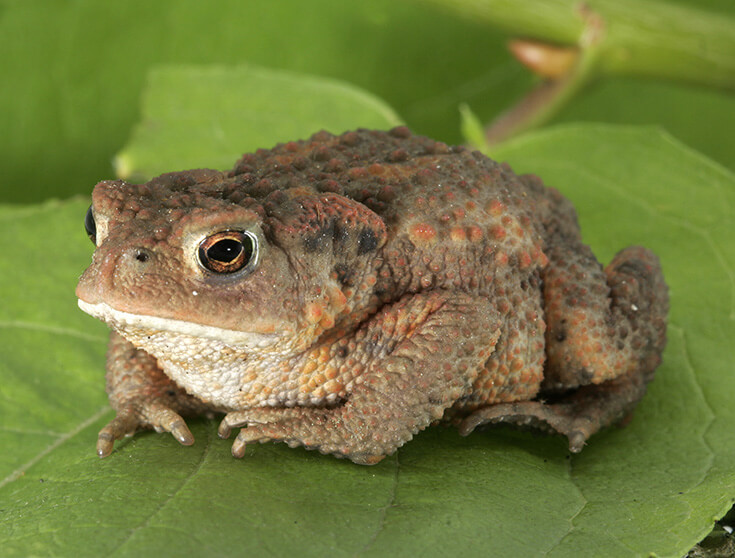 жаба на пасеке
