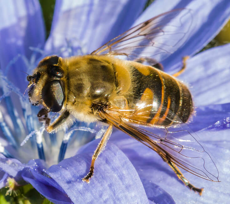 Трутень на цветке