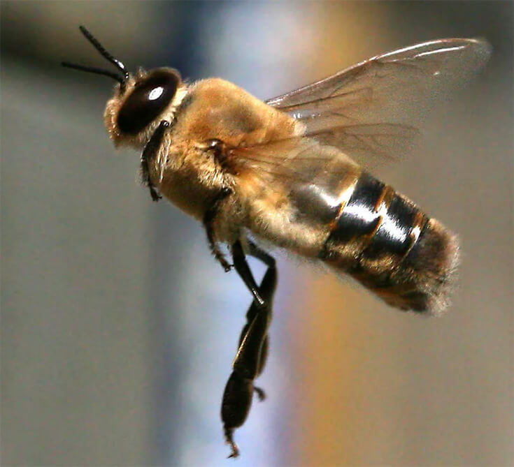 Трутень в полёте