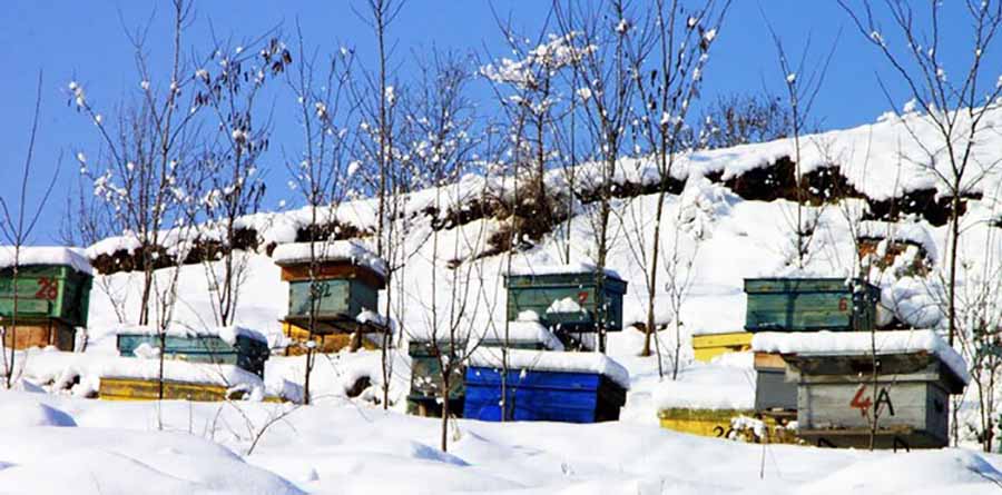 Пчелиные улья на снегу