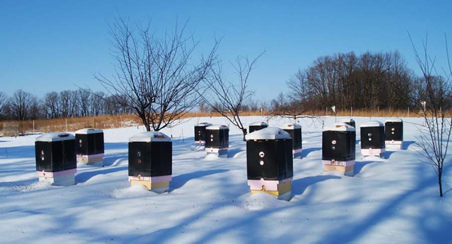 Пелиные улья зимой среди снега