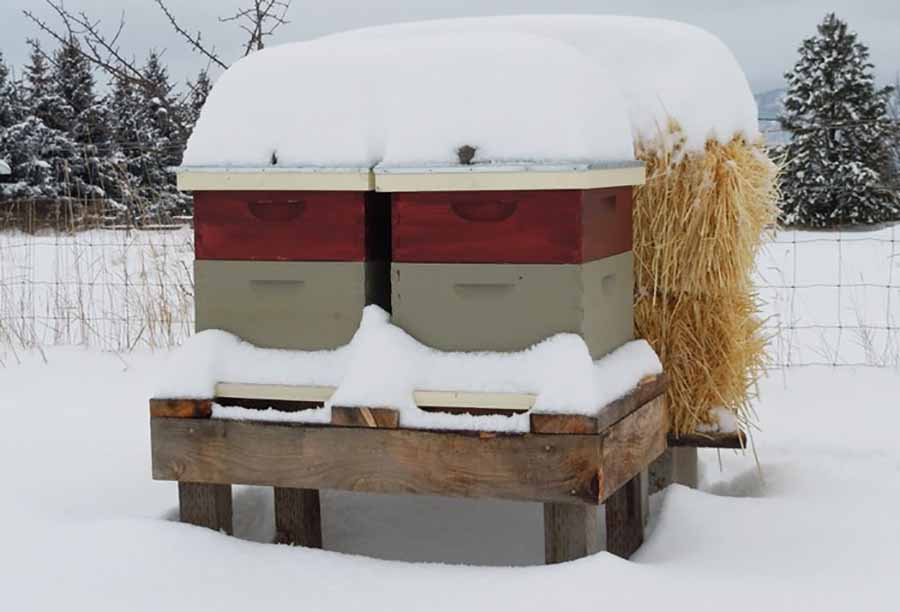 Пчелиные улья на снегу плотно прижаты друг к другу