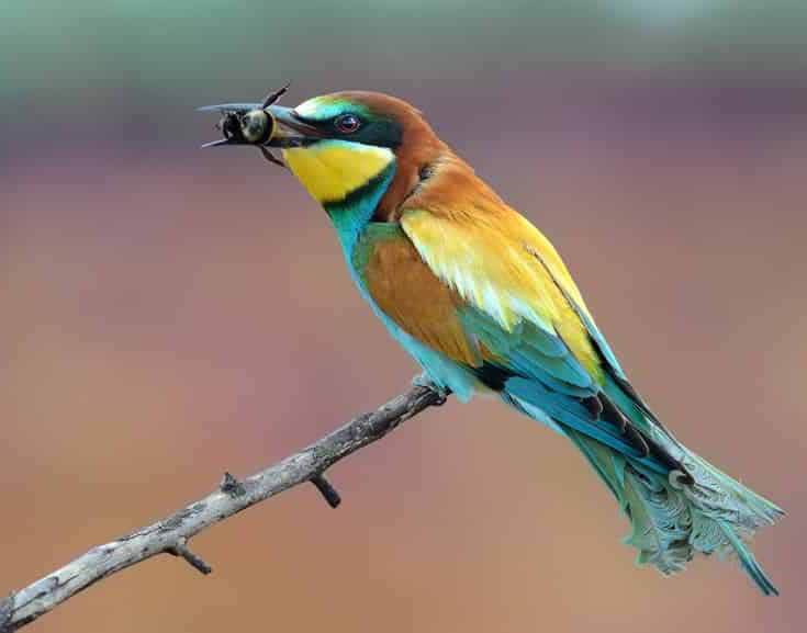 Золотистая щурка алчный хищник медоносных пчёл